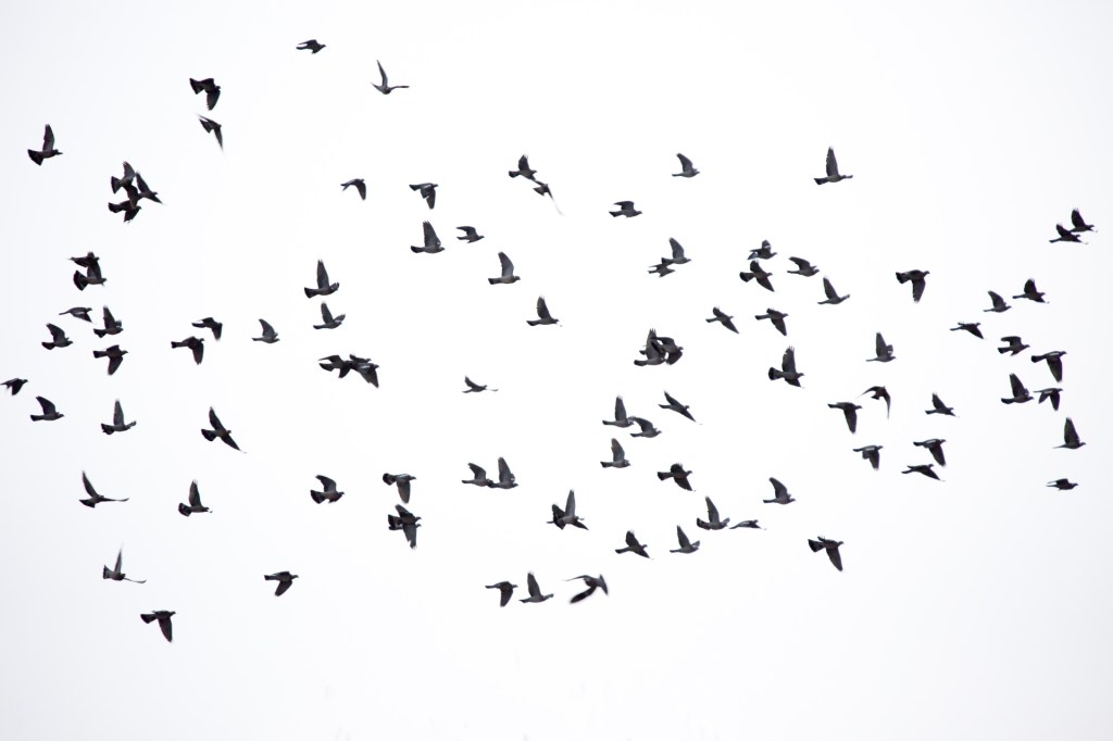 Skills of a Feather Flock&nbsp;Together